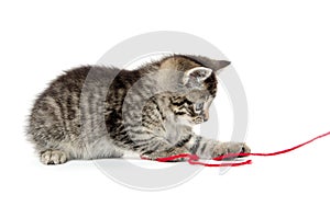 Cute tabby kitten with yarn