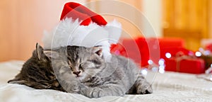 Cute tabby kittens sleeping together in christmas hat. Santa Claus hat on pretty Baby cat. Christmas cats. Kids animal concept.