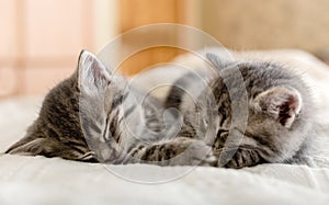 Cute tabby kittens sleeping together. Pretty Baby cats in love in Valentine`s Day. Kids animal cat and cozy home concept. Home