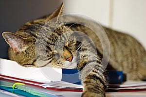 A cute tabby kitty sleeping on a book.