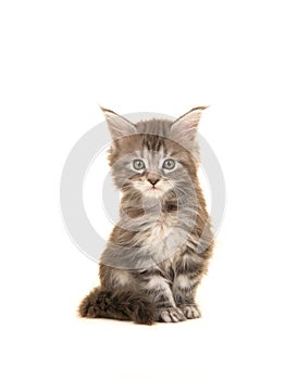 Cute tabby main coon baby cat sitting and looking at the camera