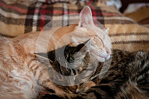 Cute tabby red and brown cats with closed eyes hugging on plaid blanket