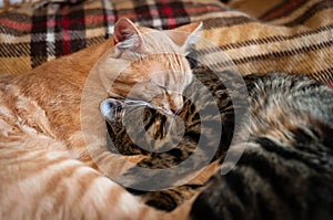 Cute tabby red and brown cats hugging on plaid blanket at home