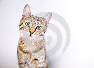 A cute tabby shorthair cat with a head tilt