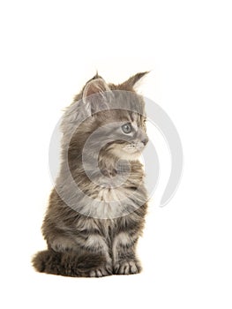 Cute tabby siberian forest kitten cat looking to the right