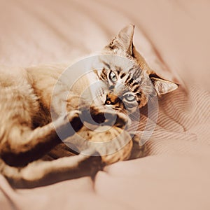 Cute tabby Thai kitten is lying on a soft bed with a striped blanket and playing with a ball of wool. Funny pet