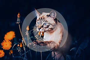 Cute tabby Thai kitten playing with yellow dandelion flowers in nature. A walk with a pet