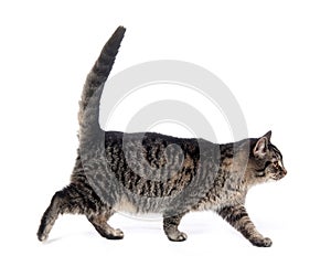 Cute tabby walking