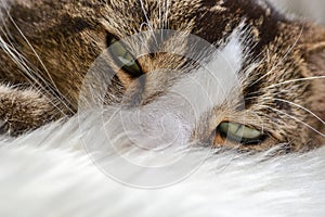 Cute tabby white cat