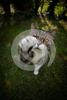 cute tabby white cat on green grass raising paw trying to reach snack