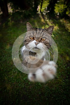 cute tabby white cat on green grass raising paw trying to reach snack