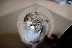 cute tabby white cat looking at camera tilting head