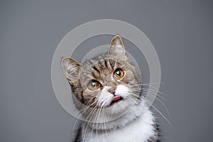 Cute tabby white cat looking hungry with copy space