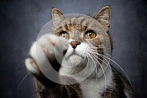 cute tabby white cat reaching for snack