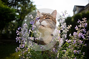 tabby white cat smelling blossoming catnip plant outdoors