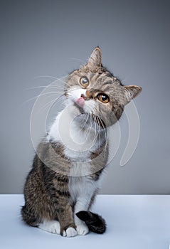 cute tabby white cat tilting head sticking out tongue