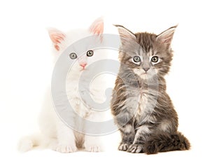 Cute tabby and white main coon baby cats sitting and looking at the camera