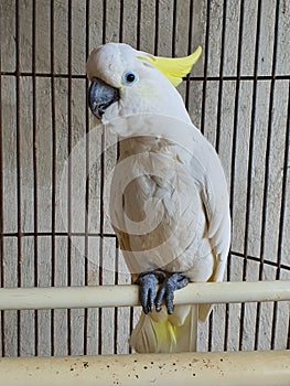 a cute and talking parrot in the cage