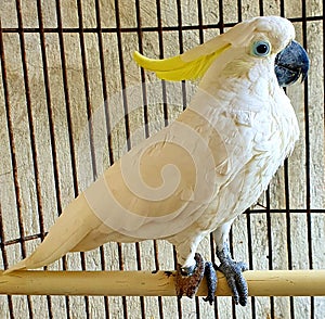 a cute and talking parrot in the cage