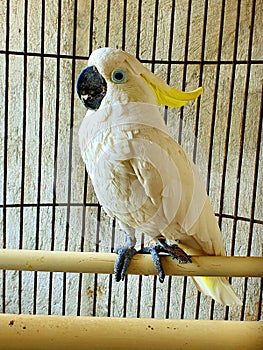 a cute and talking parrot in the cage