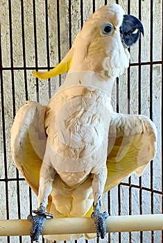 A cute and talking parrot in the cage