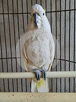 a cute talking parrot in the cage