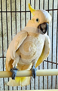 a cute and talking parrot in the cage