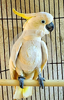 a cute and talking parrot in the cage