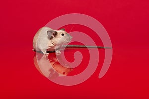 Cute tame house mouse on a red background with reflection