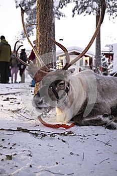 Cute tamed hairy deer with horns tied on a wood stick lying on the snow in Lapland, Finland