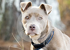 Cute tan female pitbull puppy with collar