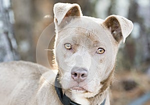 Cute tan female pitbull puppy with collar