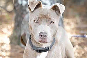 Cute tan female pitbull puppy with collar wagging tail