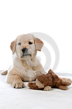 Cute tan puppy with a stuffed animal toy