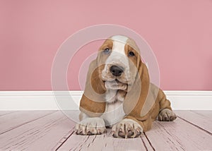 Cute tan and white basset hound puppy lying down seen from the f