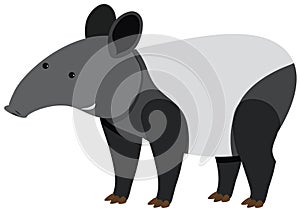 Cute tapir standing on white background