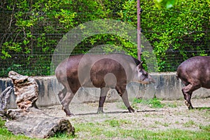 Cute tapir walking on the grass