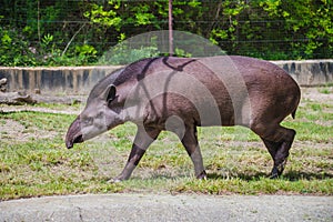 Cute tapir walking on the grass