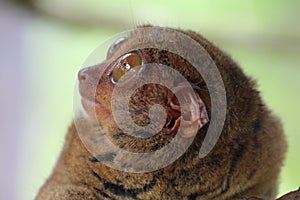 Cute tarsier