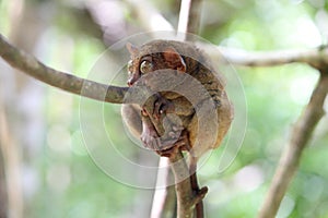 Cute tarsier