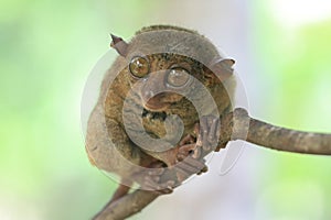 Cute tarsier