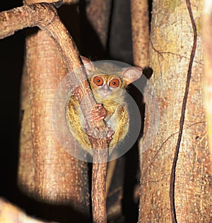 Cute Tarsius spectrum, Tarsius tarsier, spectral tarsier, on branch of a big tree in forest.