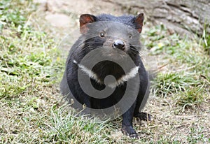 Cute Tasmanian Devil looking at the camera