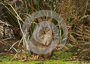 Cute Tasmanian Pademelon kangaroo in bush photo