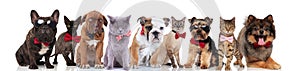 Cute team of nine elegant pets wearing bowties