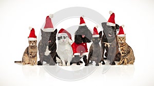 Cute team of seven santa pets of different breeds sitting