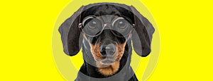 Cute teckel dachshund dog with big eyes wearing glasses