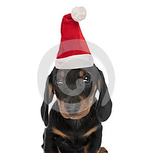 Cute teckel dachshund dog with christmas hat looking up