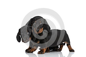 Cute teckel dachshund puppy holding head on his brother`s neck