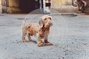 Cute teckel dog brought a stick while playing in a yard